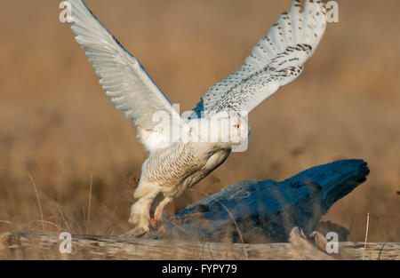 Civetta delle nevi (Bubo scandiacus) prendendo il largo, Grey's Harbour, Washington gennaio Foto Stock