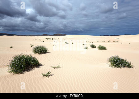 La fioritura delle piante che crescono in dune di sabbia e dune erranti El Jable, Las Dunas de Corralejo, Corralejo Parco naturale Foto Stock