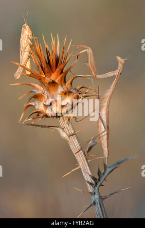 Mantide religiosa, mantide religiosa (mantide religiosa) e Tettigonia (Tettigonia sp.) su thistle, Alentejo, Portogallo Foto Stock