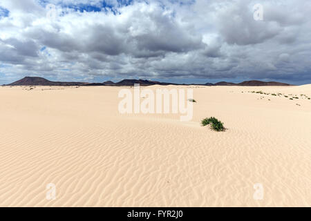 Le dune di sabbia e dune erranti El Jable, Las Dunas de Corralejo, Corralejo parco naturale, drammatica la formazione di nube, Fuerteventura Foto Stock