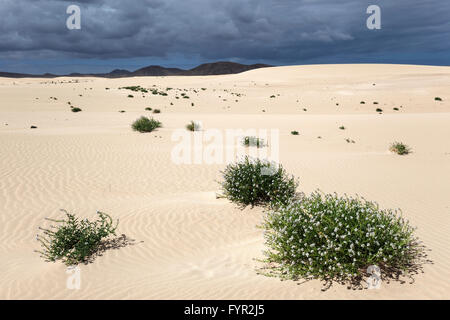 La fioritura delle piante che crescono in dune di sabbia e dune erranti El Jable, Las Dunas de Corralejo, Corralejo Parco naturale Foto Stock
