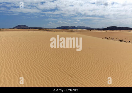 Le dune di sabbia del vagabondaggio dune di El Jable, Las Dunas de Corralejo, Corralejo parco naturale, Fuerteventura, Isole Canarie Foto Stock