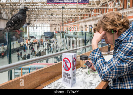 I piccioni sono senza lasciarsi scoraggiare da nessuna politica di piccione a Benugos cafe sul livello di mezzanino presso la stazione di Waterloo, Londra. Foto Stock