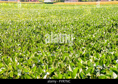 Campo di soia la maturazione alla stagione primaverile, il paesaggio agricolo Foto Stock