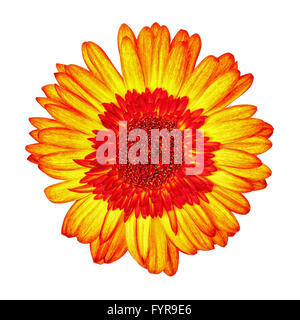Yellow-Red Gerbera fiore isolato Foto Stock