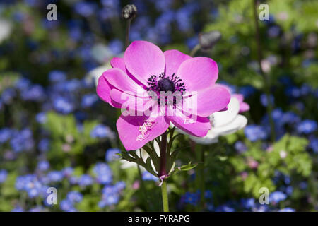 Rosa Ranunculaceae anemone coronaria nel giardino. Foto Stock