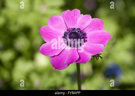 Rosa Ranunculaceae anemone coronaria nel giardino. Linguaggio dei fiori, di speranza e di attesa, in attesa di caducità effimero e amore scommessa Foto Stock