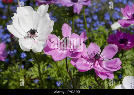 Ranunculaceae tre bianchi e rosa anemone coronaria nel giardino. Foto Stock