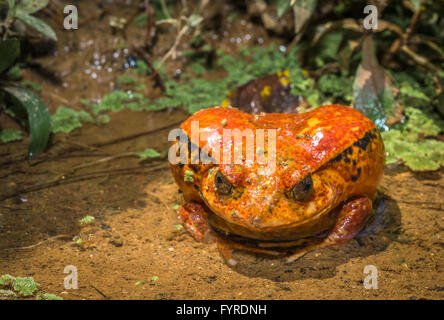 Il pomodoro rana endemica del Madagascar Foto Stock