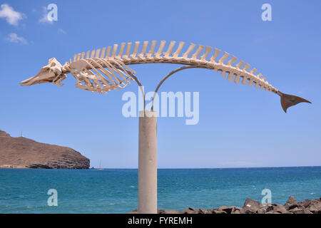 Balena scheletro di mammifero Foto Stock