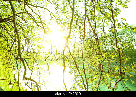 La luce del sole cadere attraverso gli alberi Foto Stock