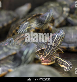 Molti red eared slider tartarughe seduta su roccia Foto Stock