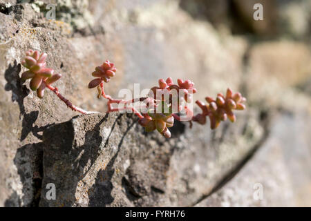 Inglese Stonecrop Sedum anglicum crescente negli altopiani di Denbighshire North Wales Foto Stock