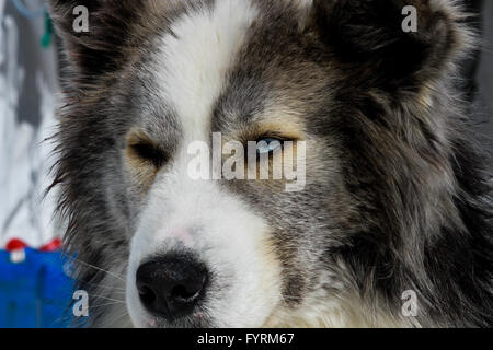 Un cane slittino camp in Plessisville, Quebec. In Canada. Foto Stock