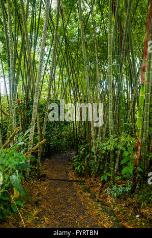 Piccolo percorso a piedi attraverso una rigorosa vegetazione verde su entrambi i lati nella giungla amazzonica Ecuador Foto Stock