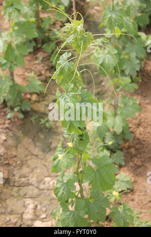 Momordica charantia, PUSA Aushadi karela, bittergourd, una cultivar sviluppate a Indian Istituto per la ricerca agricola Foto Stock