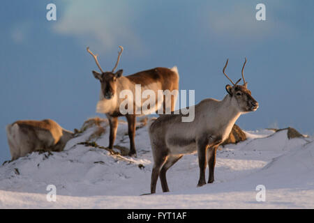 Tre renne (Rangifer tarandus) rovistando nella coperta di neve paesaggio invernale, Islanda Foto Stock