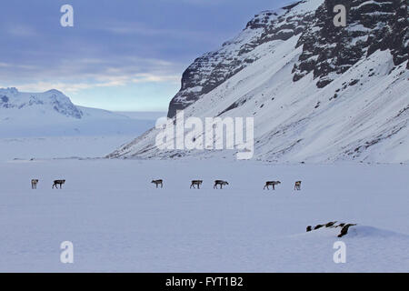 Renne (Rangifer tarandus) allevamento rovistando nella coperta di neve paesaggio invernale, Islanda Foto Stock