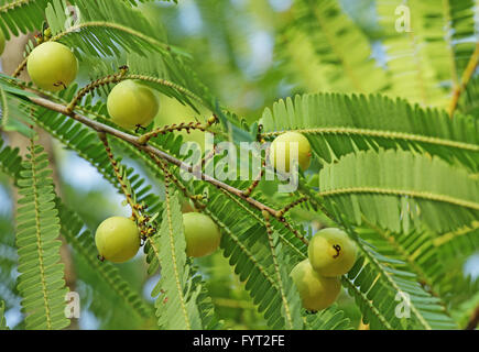 Indian gooseberry, Phyllanthus emblica, chiamato anche lrd in Hindi. Ingrediente essenziale della tradizionale indiano di medicinali a base di erbe Foto Stock