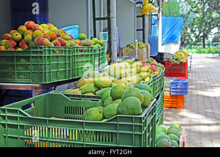 Vendita di mature Indian Mango. India produce una grande varietà di manghi, con una vasta gamma di sapori, colori, la forma e la consistenza Foto Stock