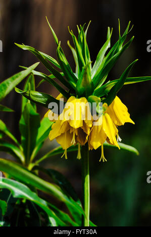 Fritillaria imperialis 'Maxima Lutea 'corona imperiale. Foto Stock