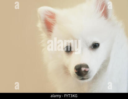 Un primo piano di una white america husky di razza del cane. Utilizzarlo per un animale o l'adozione del concetto. Foto Stock