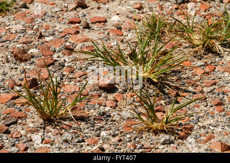 Un certo numero di ciuffi o ciuffi di erba che cresce in un sentiero roccioso con pezzi rotti di mattoni e miscelati in una soleggiata giornata estiva. Foto Stock