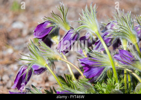 Pulsatilla vulgaris ("pasque flower, pasqueflower, comune "pasque flower, pasqueflower europea, dane il sangue) Foto Stock