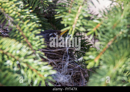 American robin su il nido Foto Stock