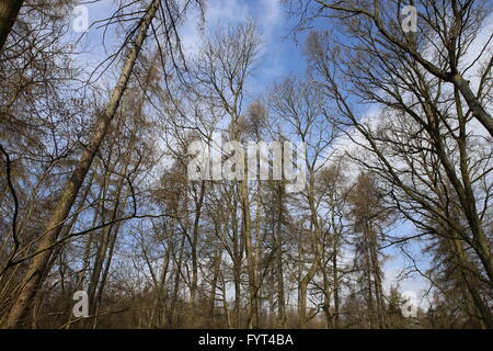 Alberi di pino in primavera - in legno vecchio Bourne boschi Lincolnshire UK Foto Stock