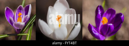 Viola Crocus fiori in primavera. Foto Stock