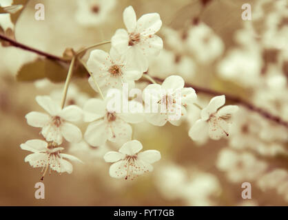 I fiori del bianco fiori ciliegio sul giorno di primavera Foto Stock