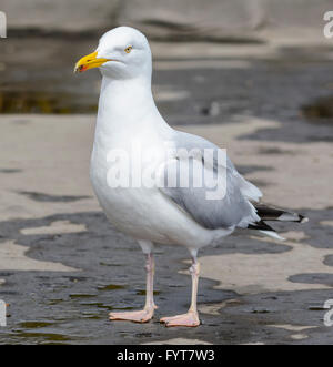 Adult Herring Gull (Larus argentatus) in piedi a terra in primavera nel Sussex occidentale, Inghilterra, Regno Unito. Foto Stock