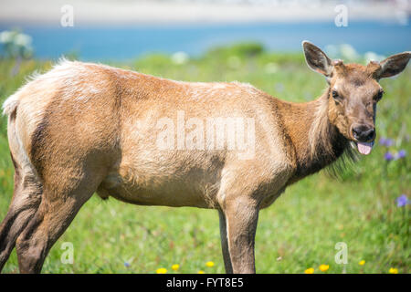 Tule Elk Vacca (Cervus canadensis nannodes) spuntavano lingua. Foto Stock