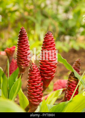 Lo Zenzero Shampoo di crescita della pianta in piantagione in Kauai Foto Stock