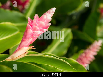 Lo zenzero rosa di crescita della pianta in piantagione in Kauai Foto Stock