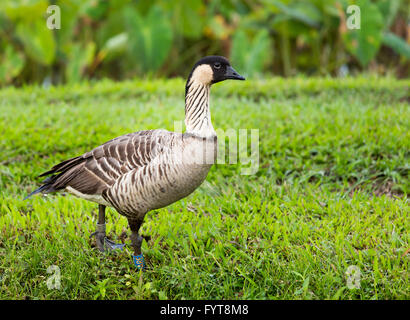 Nene oca in Valle di Hanalei su Kauai Foto Stock