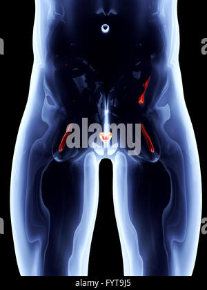 Organi interni - prostata Foto Stock