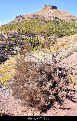 Foresta nel Parco Nazionale del Teide Tenerife Foto Stock