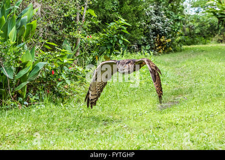 Eurasian Eagle-owl, un uccello di salvataggio, riabilitato e addestrato per scopi di istruzione e conservazione. Foto Stock