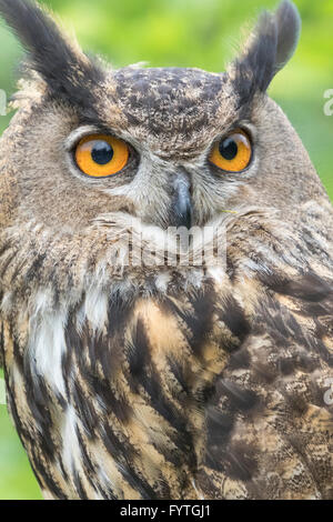 Eurasian Eagle-owl, un uccello di salvataggio, riabilitato e addestrato per scopi di istruzione e conservazione. Foto Stock