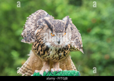 Eurasian Eagle-owl, un uccello di salvataggio, riabilitato e addestrato per scopi di istruzione e conservazione. Foto Stock