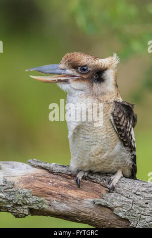 Addestrato a ridere Kookaburra, il più grande uccello della famiglia Kingfisher, mette su un film. Salvataggio bird riabilitato. Foto Stock