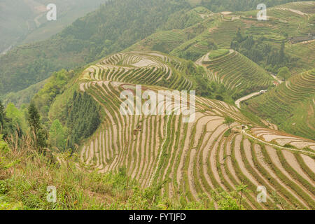 Le splendide terrazze di riso di ping an in Longji, Guangxi Regione autonoma, Cina Foto Stock