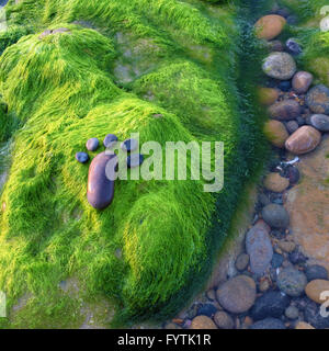 Lonely piede da pebble su alga verde, sfondo sorprendente concetto sulla superficie alga, arte prodotto al mare Foto Stock