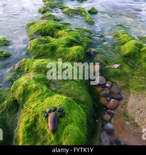 Lonely piede da pebble su alga verde, sfondo sorprendente concetto sulla superficie alga, arte prodotto al mare Foto Stock