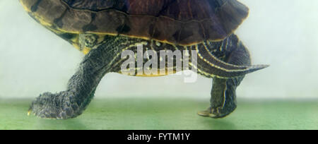 Rosso-eared slider Foto Stock