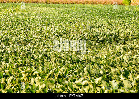 Campo di soia la maturazione alla stagione primaverile, il paesaggio agricolo Foto Stock