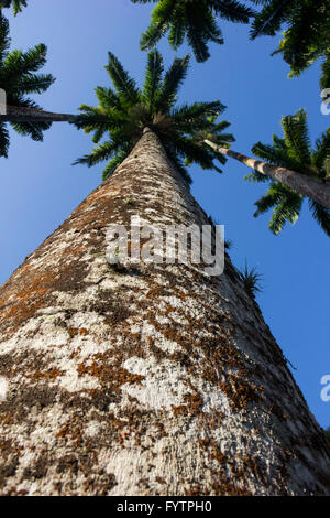 L'imperial palm, royal palm anche chiamato, è un nativo di palm delle Antille. Essa appartiene al genere botanico la Roystonea sono Foto Stock