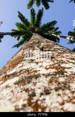 L'imperial palm, royal palm anche chiamato, è un nativo di palm delle Antille. Essa appartiene al genere botanico la Roystonea sono Foto Stock